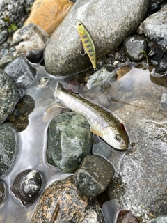 オショロコマの釣果