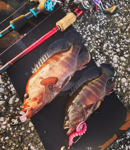 ヤミハタの釣果