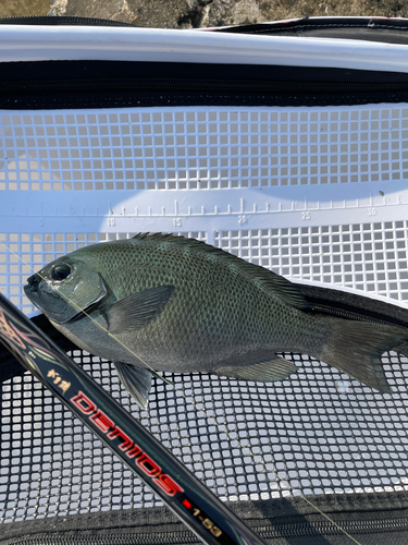 メジナの釣果