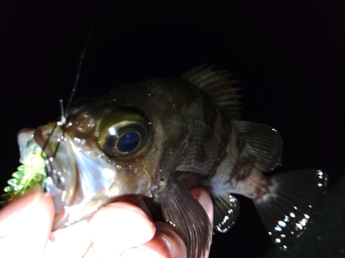 メバルの釣果