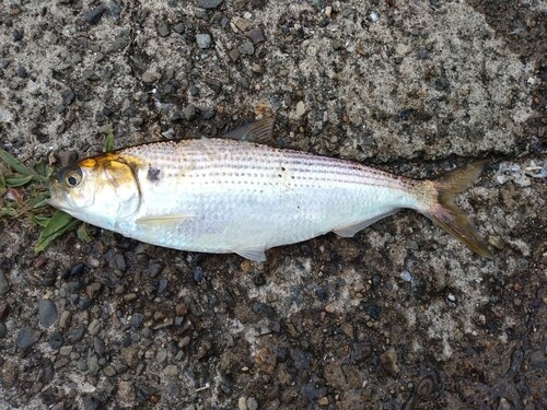 コノシロの釣果