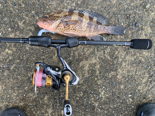 オオモンハタの釣果