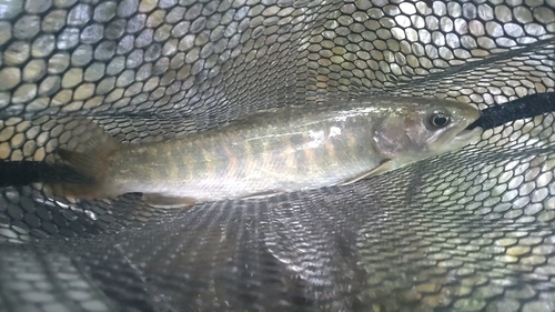 ニッコウイワナの釣果