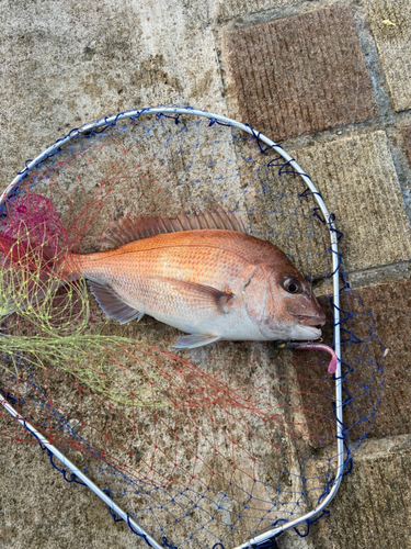 タイの釣果