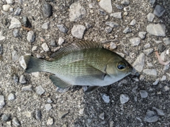 メジナの釣果