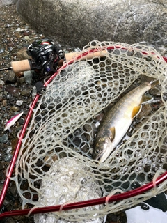 オショロコマの釣果