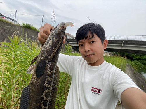 ライギョの釣果