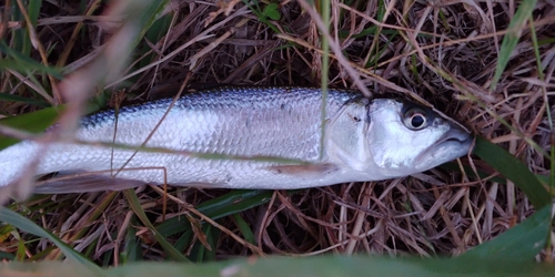 ハスの釣果