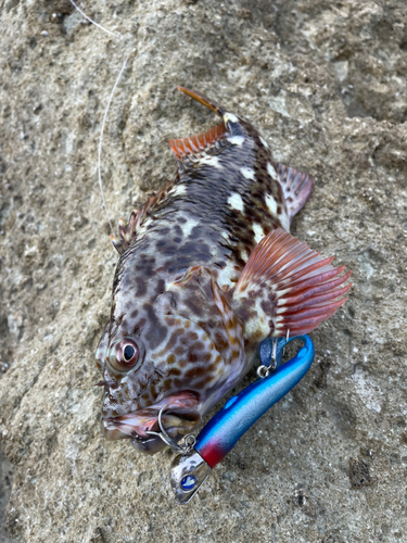 イソゴンベの釣果