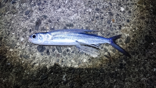 トビウオの釣果