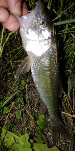 ハスの釣果