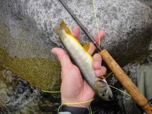 イワナの釣果