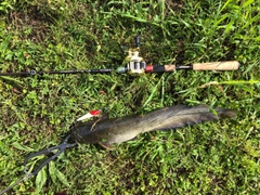 ナマズの釣果