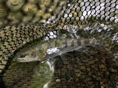 アマゴの釣果