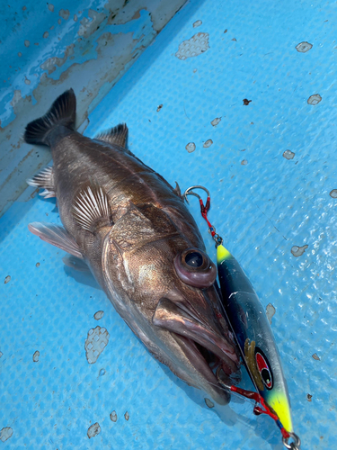 アラの釣果