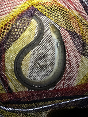 ホタテウミヘビ