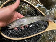 イワナの釣果