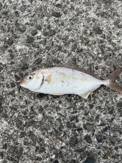 ショゴの釣果