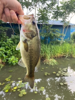 ラージマウスバスの釣果