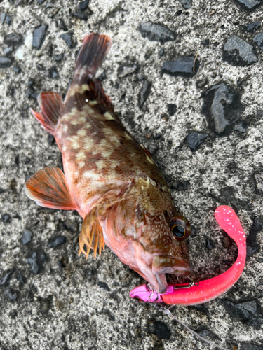 カサゴの釣果