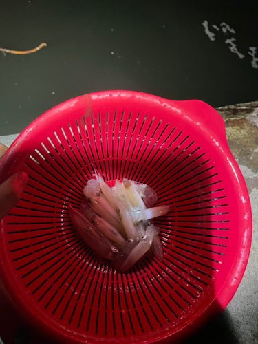 ヒイカの釣果