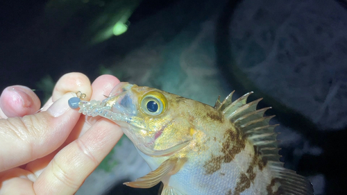 メバルの釣果