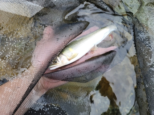 アユの釣果