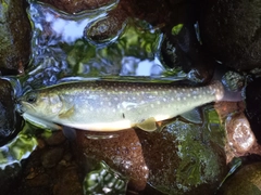 エゾイワナの釣果