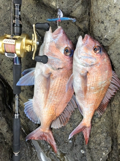 マダイの釣果