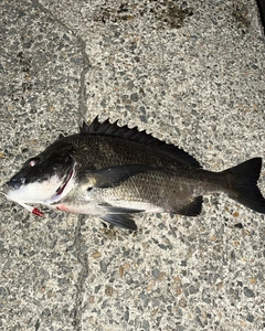 クロダイの釣果