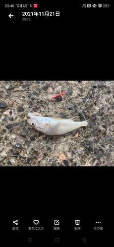 イシモチの釣果