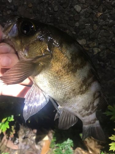 メバルの釣果