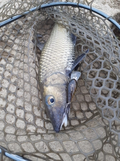 ニゴイの釣果