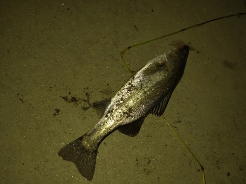 スズキの釣果