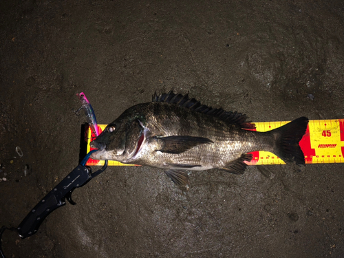 チヌの釣果