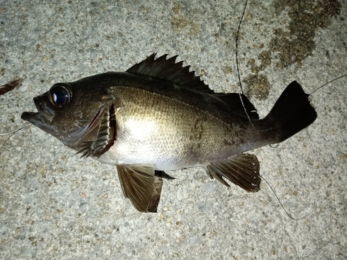 メバルの釣果