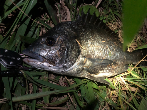 チヌの釣果