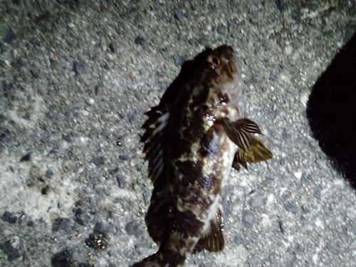 タケノコメバルの釣果