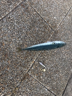 サバの釣果