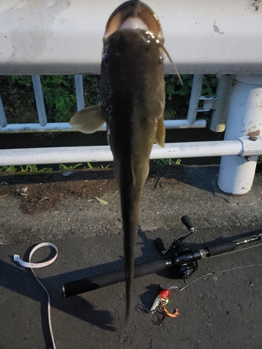 ナマズの釣果