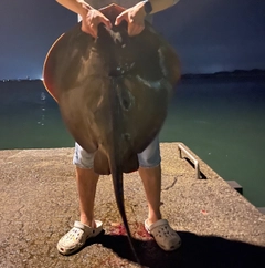 アカエイの釣果