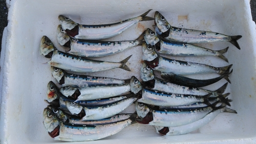 イワシの釣果