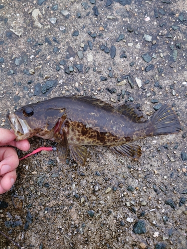 タケノコメバルの釣果