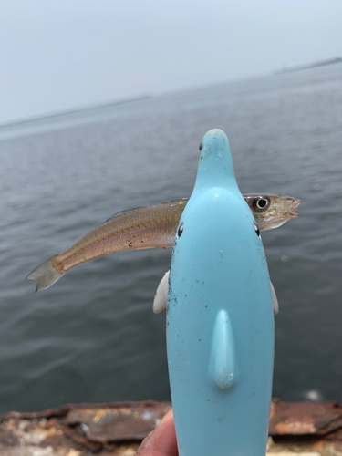 キスの釣果