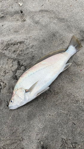 ニベの釣果