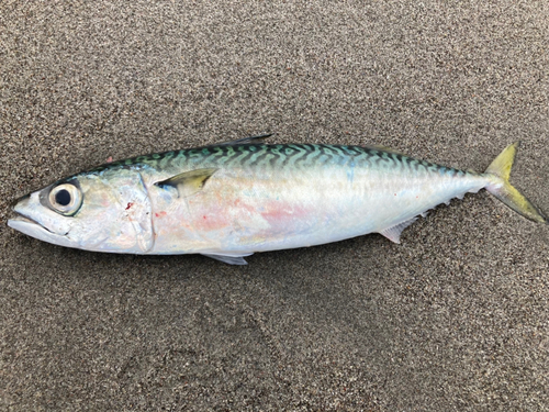 サバの釣果