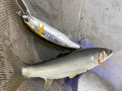 アユの釣果