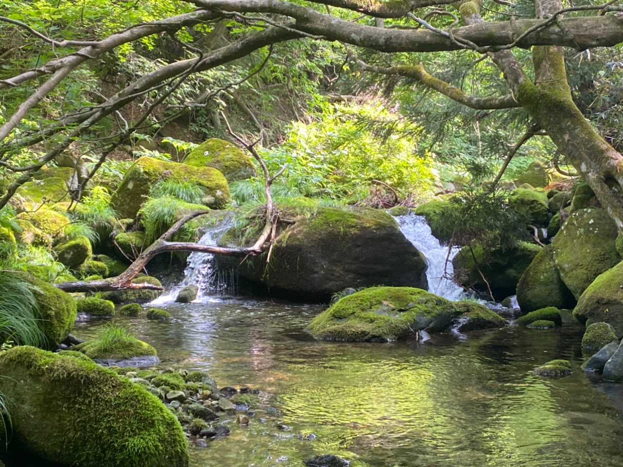 イワナ