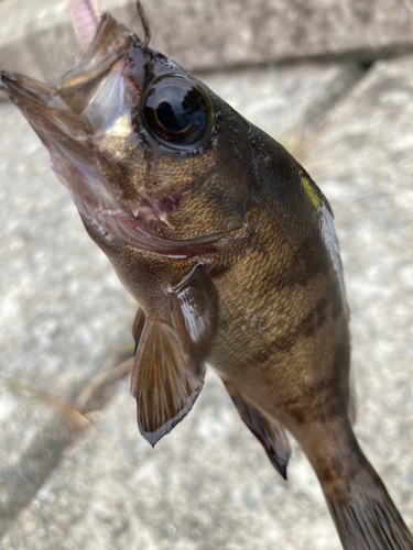 メバルの釣果