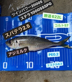 アジの釣果